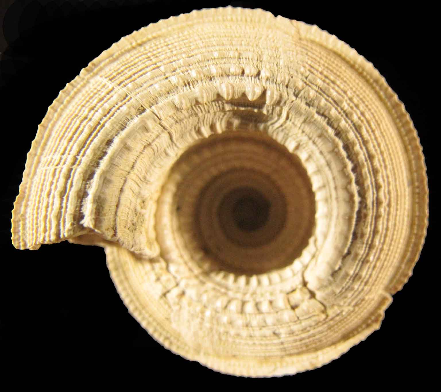 Architectonica millegranum